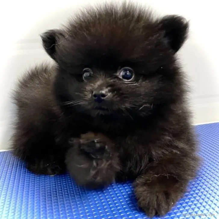 ID:2305-02169の子犬