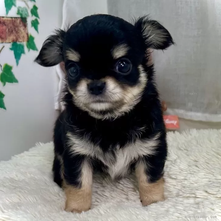 ID：2404-05472の子犬