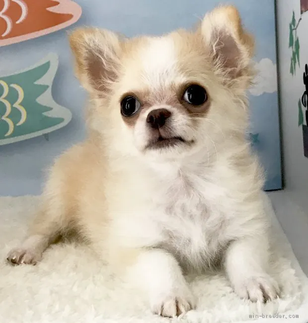 ID：1904-01317の子犬