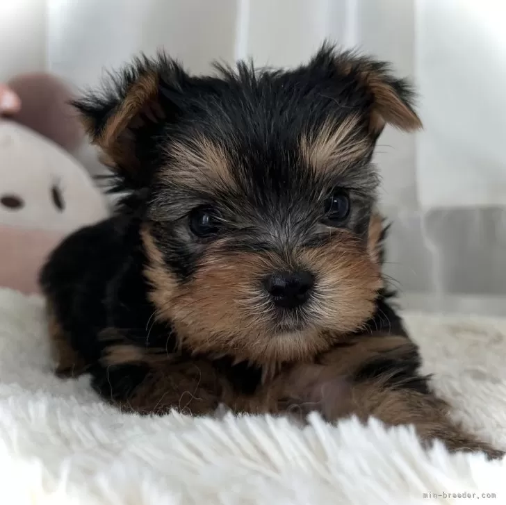 ID：2405-02412の子犬
