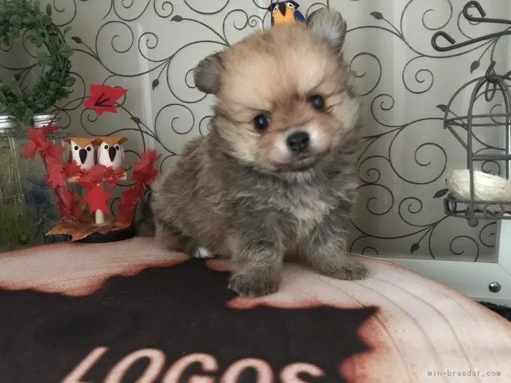 ID：1811-02583の子犬