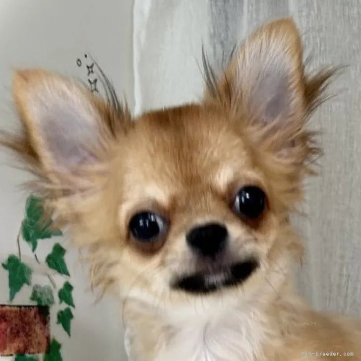ID:2306-05254の子犬