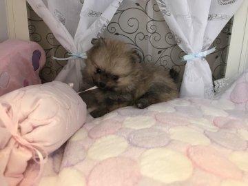 ポメラニアン【香川県・男の子・2018年4月24日・クリームセーブル】の写真「ムチころです(*´-`)」