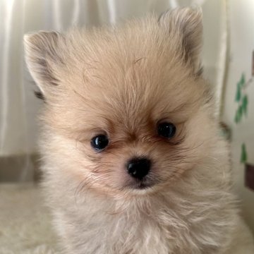 ポメラニアン【香川県・男の子・2024年5月21日・クリームセーブル】の写真「モフモフで可愛お顔のボクυ´• ﻌ •`υ ﾜﾝ」