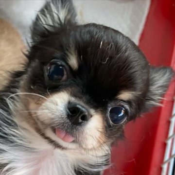 チワワ(ロング)【香川県・男の子・2021年12月1日・ブラックタン&ホワイト】の写真「マイペースなボク」