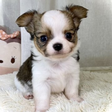 チワワ(ロング)【香川県・男の子・2023年4月17日・ホワイトレッド】の写真「可愛いお顔です。」