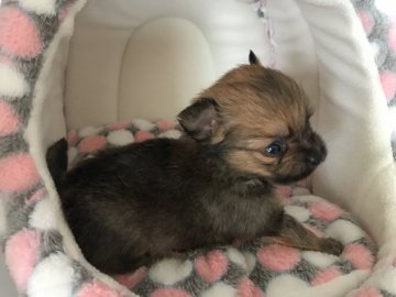 チワワ✕ポメラニアン【香川県・男の子・2017年5月11日・オレンジセーブル】の写真「毛吹き始めましたε٩(๑>▽<)۶з」