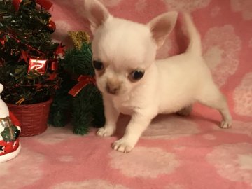 チワワ(スムース)【香川県・男の子・2017年9月24日・ホワイト&クリーム】の写真「スムースの僕ですฅ՞•ﻌ•՞ฅﾜﾝ」