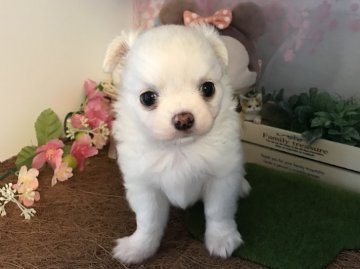 チワワ(ロング)【香川県・男の子・2018年2月2日・ホワイトクリーム】の写真「耳以外はホワイトに近いです(*´-`)」