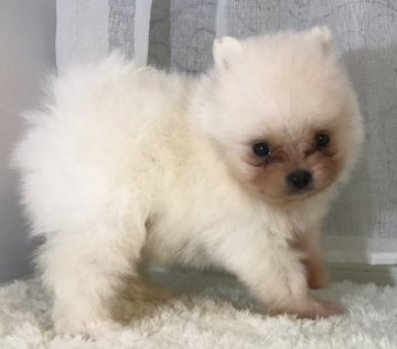 ポメラニアン【香川県・男の子・2019年5月4日・クリーム】の写真「ムチころです(*´-`)」