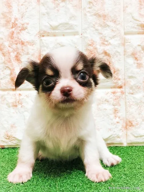 ID：1809-01198の子犬