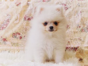 ポメラニアン【千葉県・女の子・2018年10月27日・ホワイト】の写真「ふわふわで小さくとっても可愛い女の子です💕」