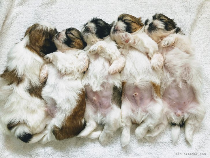 当犬舎出身のシーズー🦄｜上地　広晃(かみぢ　ひろあき)ブリーダー(千葉県・シーズーなど・JKC登録)の紹介写真5