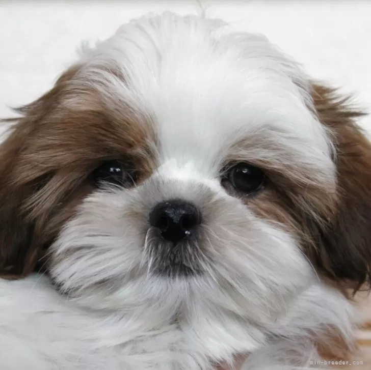 ID:2502-04195の子犬