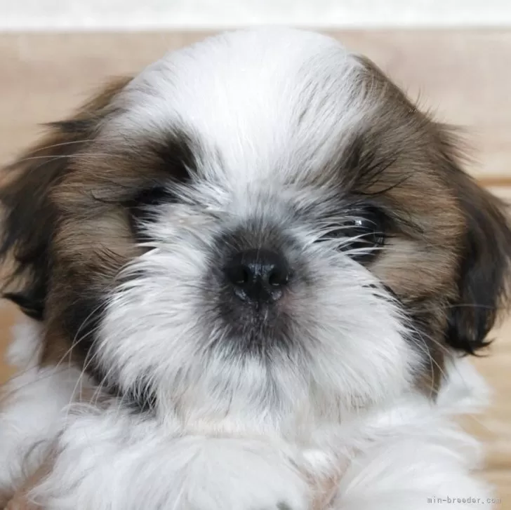 ID：2506-08299の子犬