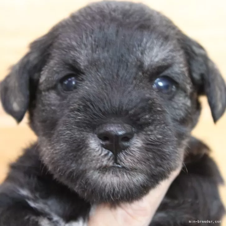 ID：2411-03647の子犬