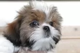 シーズー【千葉県・男の子・2025年8月31日・ホワイト&ゴールド】の写真6