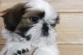 シーズー【千葉県・男の子・2025年6月2日・ホワイト&ゴールド】の写真9