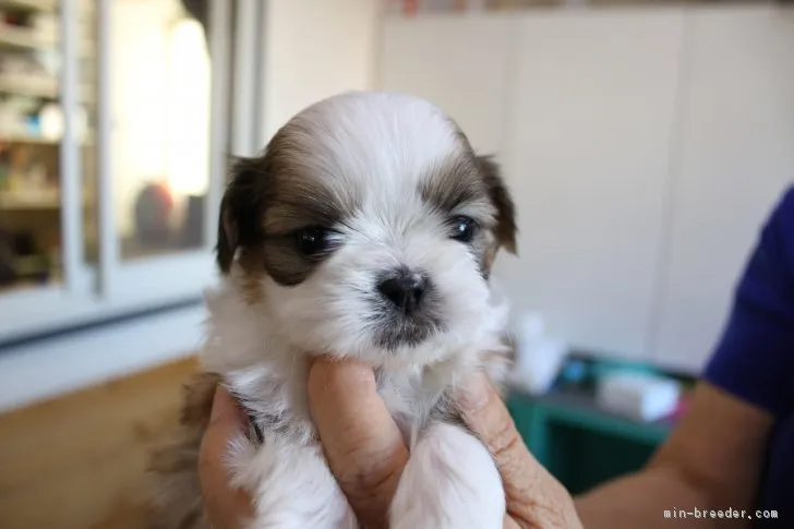 ID：1901-01671の子犬