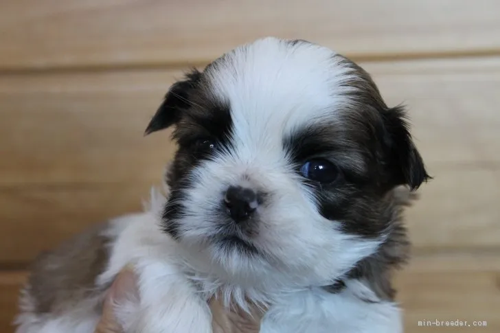 ID：2012-02189の子犬