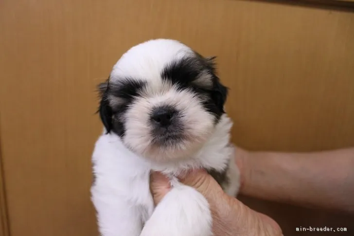 ID:1810-01104の子犬
