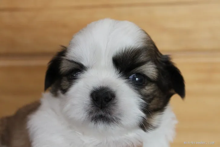 ID：2005-03011の子犬