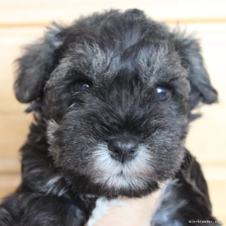 ID:2408-00270の子犬