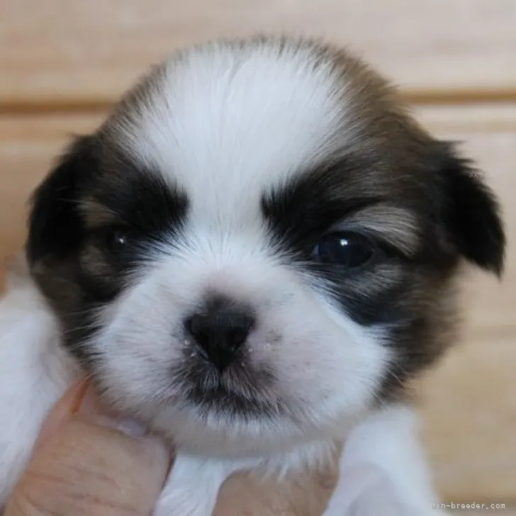 ダイ 様のお迎えした子犬