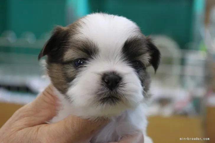 なーちゃんママ 様のお迎えした子犬