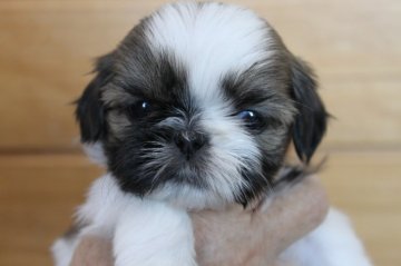 シーズー【千葉県・女の子・2020年2月26日・ホワイト&ゴールド】の写真「動画追加♪母親JKCチャンピオン♪」