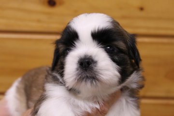 シーズー【千葉県・女の子・2020年4月30日・ホワイト&ゴールド】の写真「かわいい顔の女の子♪」