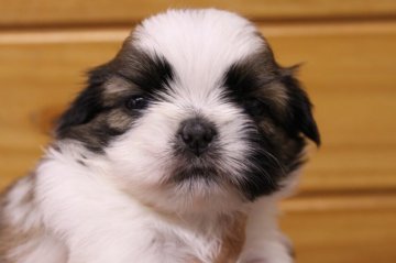 シーズー【千葉県・女の子・2020年5月5日・ホワイト&ゴールド】の写真「動画追加♪ちょっと小ぶりな女の子♪」