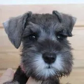 ミニチュアシュナウザー【千葉県・女の子・2023年9月14日・ソルト&ペッパー】の写真1