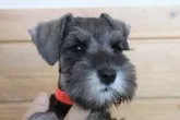 ミニチュアシュナウザー【千葉県・女の子・2023年9月14日・ソルト&ペッパー】の写真2