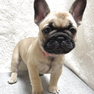 フレンチブルドッグ【東京都・女の子・2025年10月17日・フォーンブラックマスク】の写真「キュート🩷可愛すぎるマスク🩷」