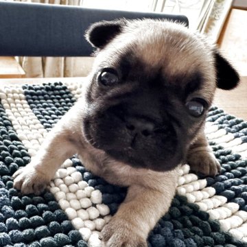 フレンチブルドッグ【東京都・女の子・2025年10月17日・フォーンブラックマスク】の写真「キュート🩷可愛すぎるマスク🩷」