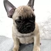 フレンチブルドッグ