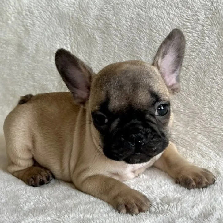 あとむ 様のお迎えした子犬