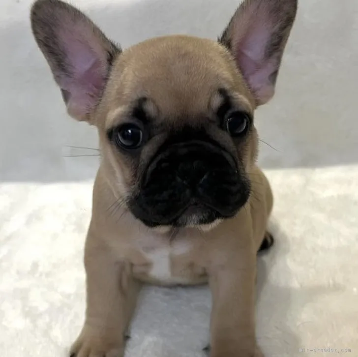 ID：2310-05980の子犬