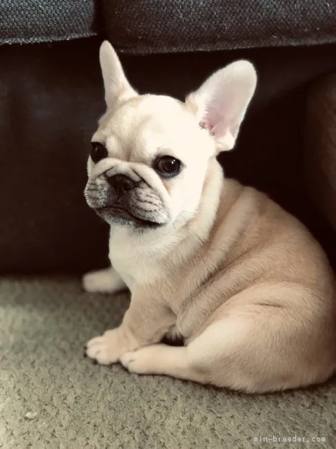 ID：1903-01167の子犬
