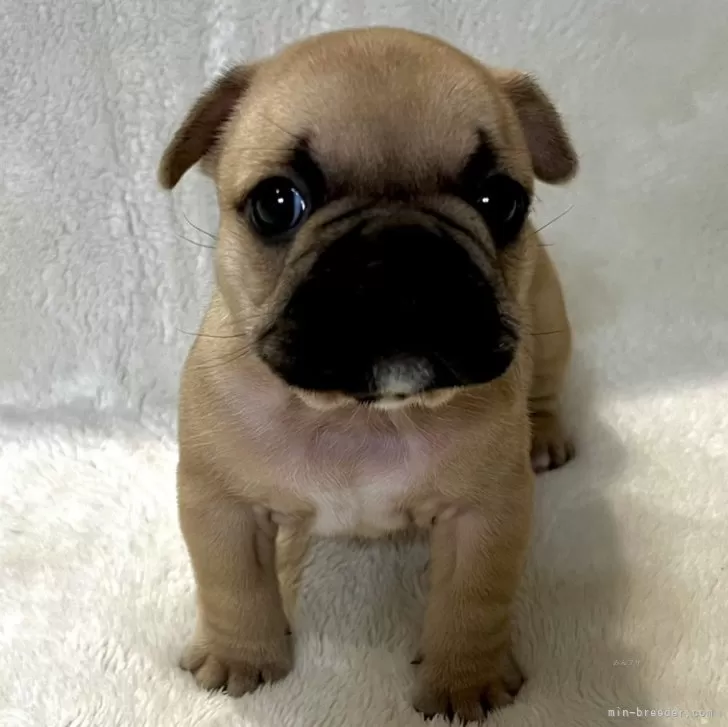 ID:2401-02499の子犬