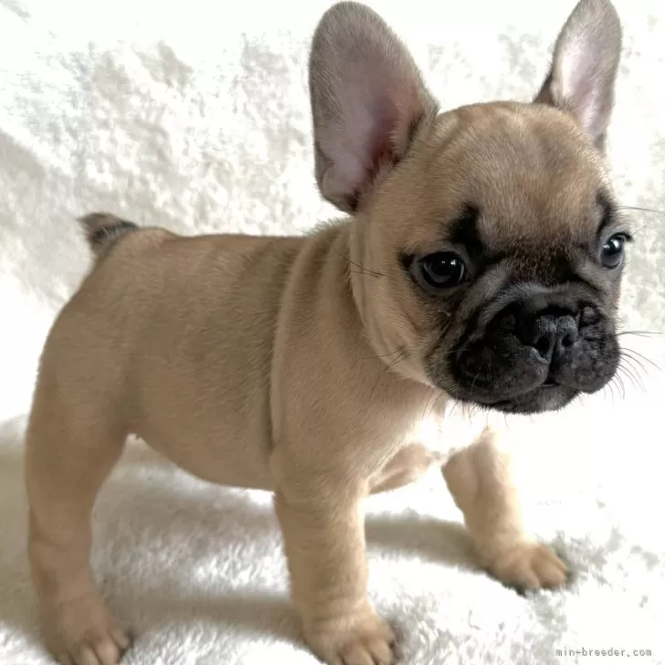 Y.S 様のお迎えした子犬