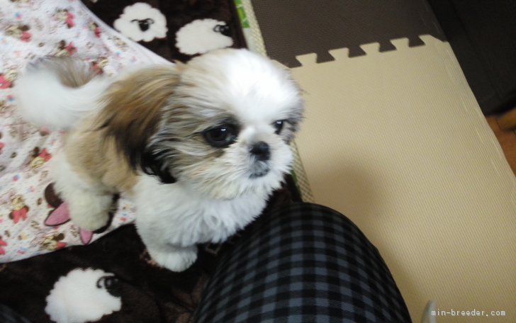 佐久間正子ブリーダー