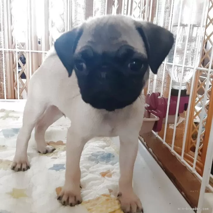ID:2508-04030の子犬