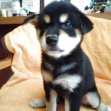 柴犬(標準サイズ)【山梨県・女の子・2025年5月21日・黒】の写真「どっしり落ち着いた子です。🎶」