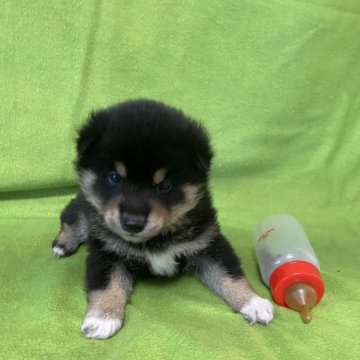 柴犬(標準サイズ)【山梨県・男の子・2024年12月25日・黒】の写真「色、柄ともに最高😃⤴️⤴️です。」