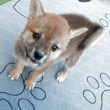 豆柴【山梨県・男の子・2025年7月4日・赤】の写真「豆柴認定犬の子です。🎶」