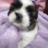 シーズー