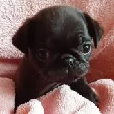 パグ