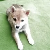 豆柴